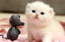 ヨチヨチ歩きの子猫