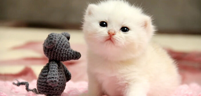 目が開いたばかりの幼い子猫。優しいお母さんに見守られながら、ヨチヨチと歩く練習をする姿が可愛すぎる ( *´艸｀)♡