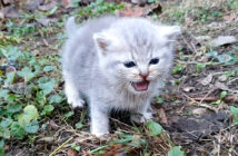 助けを求める子猫