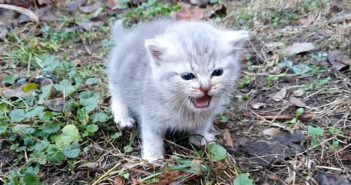 助けを求める子猫