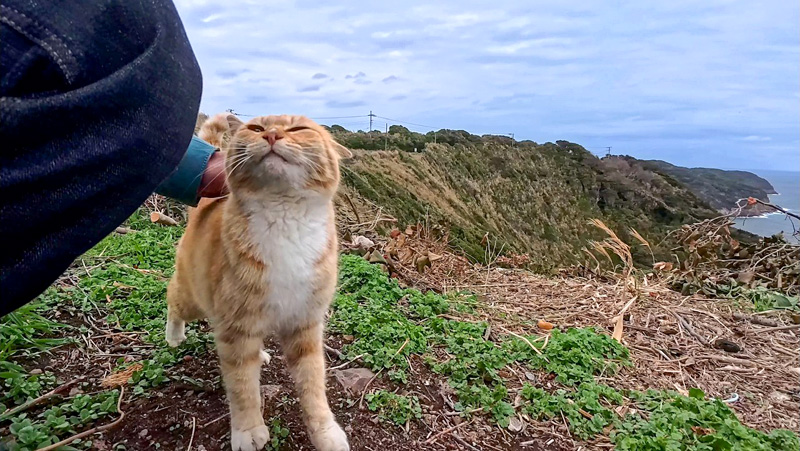 絶景の展望所の猫