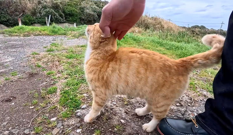 ナデナデを堪能する猫