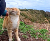 絶景の展望所でひとりぼっちで暮らす猫さん。人が来ると喜んで甘える姿がとっても可愛い (*´ェ`*)
