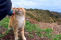 絶景の展望所でひとりぼっちで暮らす猫