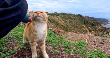 絶景の展望所でひとりぼっちで暮らす猫