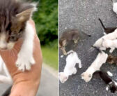 道路をひとりで歩いていた子猫を救い上げた男性。すると近くの茂みで待ち伏せしていた12匹の子猫が次々と現れた！