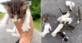 道路をひとりで歩いていた子猫を救い上げた男性。すると近くの茂みで待ち伏せしていた12匹の子猫が次々と現れた! 路上にいた子猫達