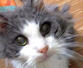 誰にも望まれなかった19歳の老猫。温かい夫婦が手を差し伸べてくれたのが嬉しくて、幸せを感じながら喉を鳴らし続ける