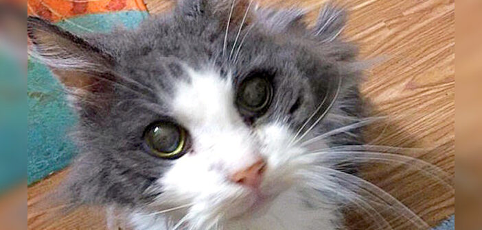 誰にも望まれなかった19歳の老猫。温かい夫婦が手を差し伸べてくれたのが嬉しくて、幸せを感じながら喉を鳴らし続ける