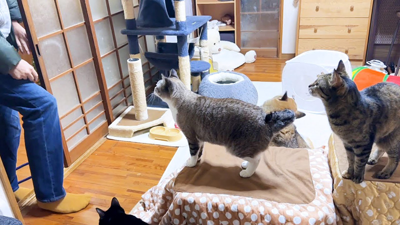 4日ぶりに飼い主さんと会った猫達