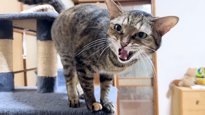 猛抗議する猫