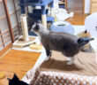 4日ぶりに飼い主さんに会った猫達