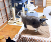 4日ぶりに帰宅したら猫が猛抗議！ もの言いたげな猫達が次々と集まってきて、それぞれのやり方で訴えてくる様子が可愛い