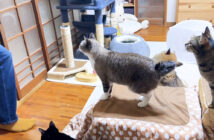 4日ぶりに飼い主さんに会った猫達