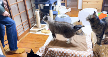 4日ぶりに飼い主さんに会った猫達