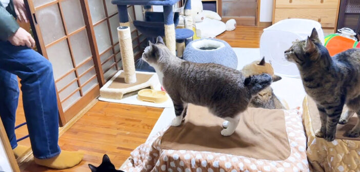 4日ぶりに帰宅したら猫が猛抗議！ もの言いたげな猫達が次々と集まってきて、それぞれのやり方で訴えてくる様子が可愛い