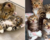 子猫を迎えようと保護施設を訪れた家族。そこで出会った4匹の親子を引き離すことができなくて、全員を迎え入れることに