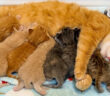保護されて7匹の子猫を産んだ母猫