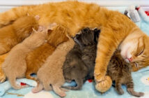 保護されて7匹の子猫を産んだ母猫