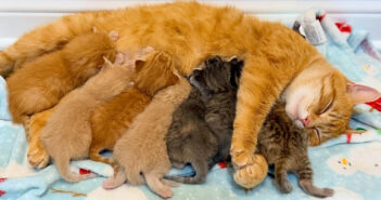 保護されて7匹の子猫を産んだ母猫