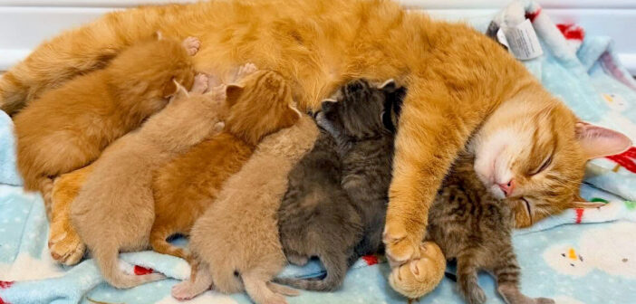 保護されて7匹の子猫を産んだ母猫