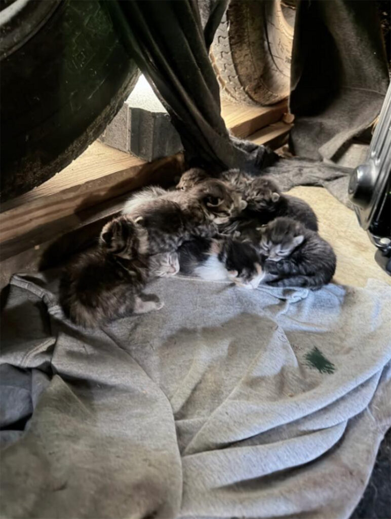 一緒に子育てする2匹の母猫