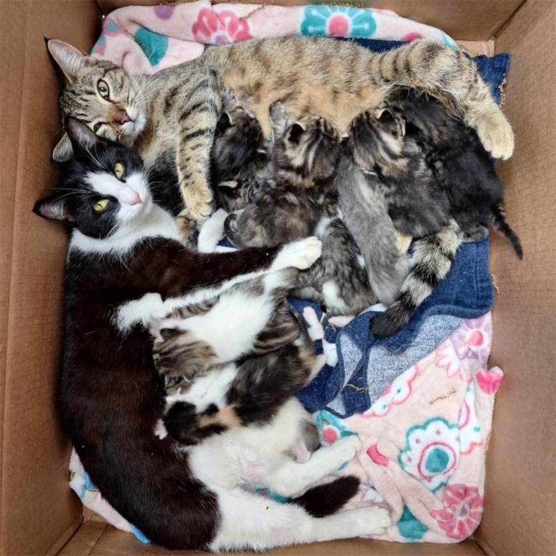 一緒に子育てする2匹の母猫