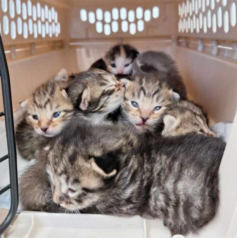 保護された子猫達