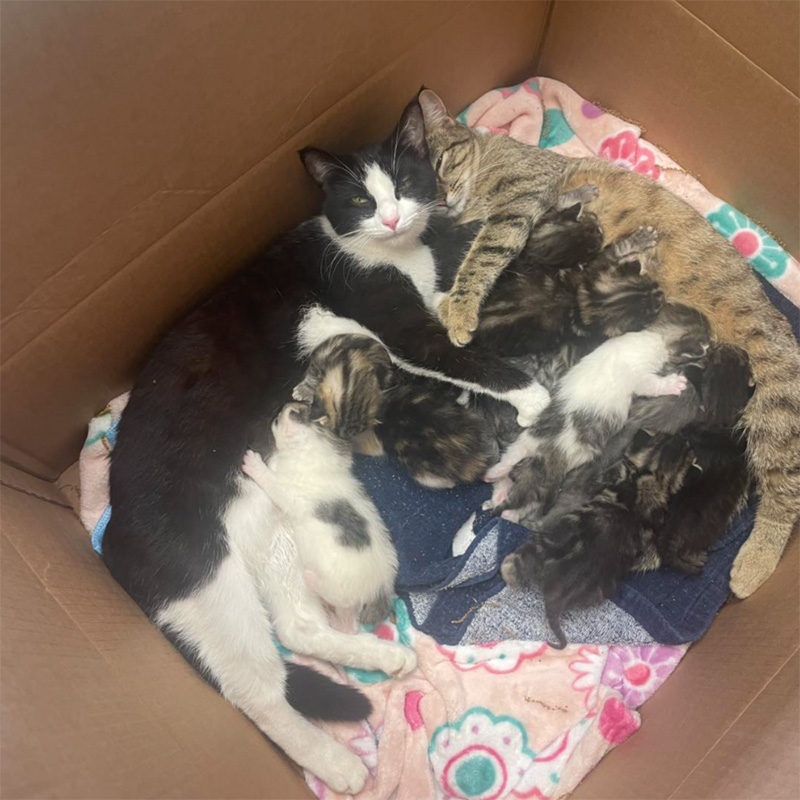 一緒に子育てする2匹の母猫