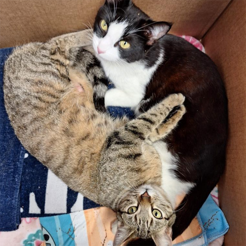 仲良しな母猫達