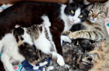 保護された猫の親子