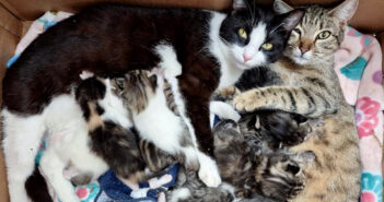 保護された猫の親子