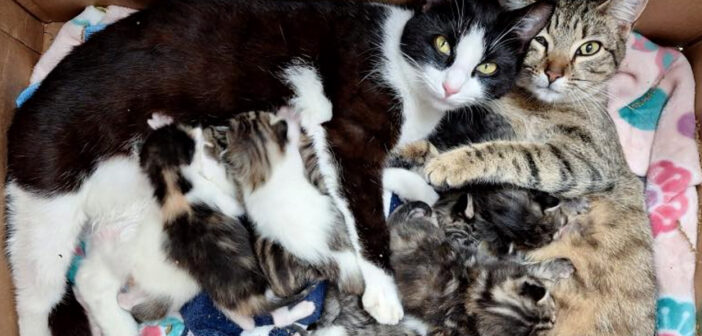 保護された猫の親子