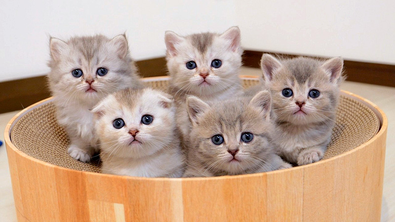 あっちむいてホイする子猫達