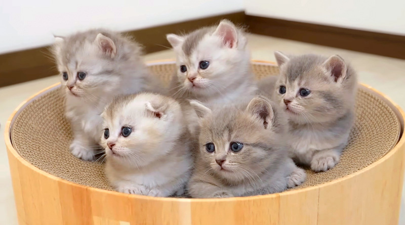 あっちむいてホイする子猫達