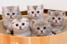 あっちむいてホイする子猫達