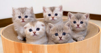 あっちむいてホイする子猫達