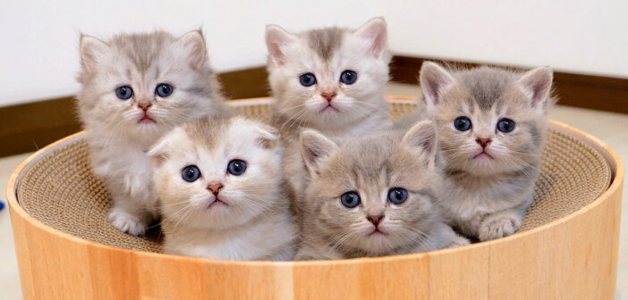 あっちむいてホイする子猫達