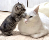 積極的に挨拶にくる子猫を優しく受け入れる先住猫。可愛さ溢れる子猫の姿に何度も胸がキュンとする ( *´艸`)♡