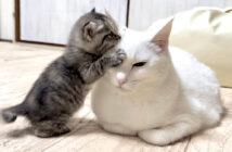 先住猫が大好きな子猫