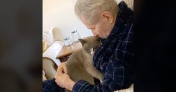 アルツハイマーの飼い主さんに寄り添う猫