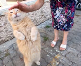 甘えたい気持ちが抑えきれない猫さん。次々と話しかけながら、猛烈にスリスリしてくる姿が可愛すぎた ( *´艸｀)♡