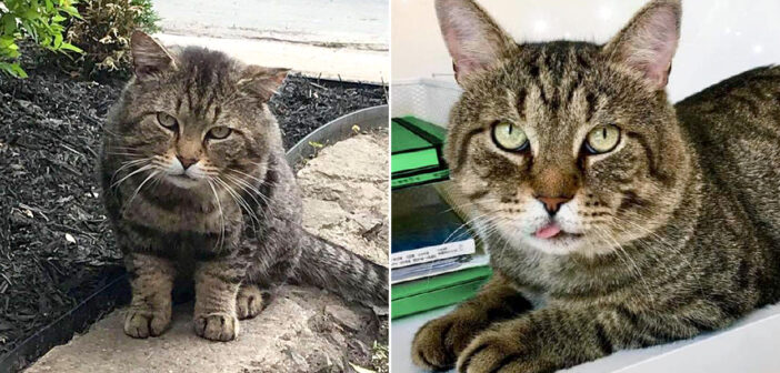 食べ物をくれる優しい人に近づいた野良猫。すでに家猫として甘やかされる準備が出来ていることが分かりました (*´ｪ｀*)