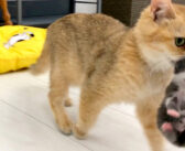 子猫達をお引っ越しさせる3匹の母猫。一生懸命に子猫達を運ぶ姿に大きな愛情を感じる (*´ｪ｀*)♡