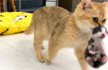 子猫を運ぶ母猫