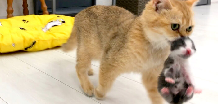 子猫を運ぶ母猫