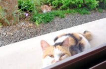 子猫達を見せにきた母猫