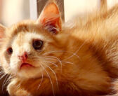 「あまりにも醜い」と言われて、引き取り手が現れなかった子猫。本当の美しさを知る人達と出会うと、人生が大きく変わる