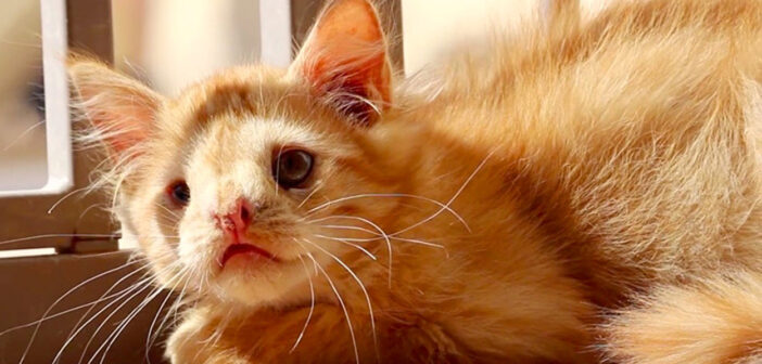 「あまりにも醜い」と言われて、引き取り手が現れなかった子猫。本当の美しさを知る人達と出会うと、人生が大きく変わる