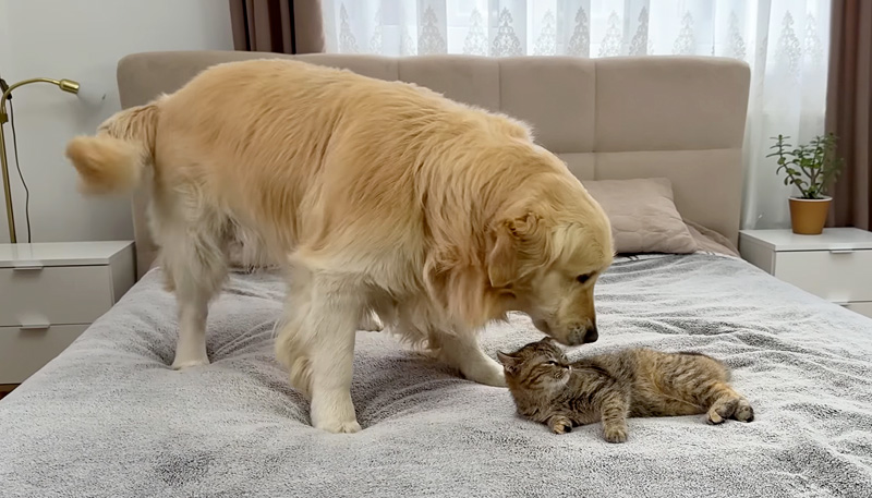 子猫がくつろぐベッドに来た犬